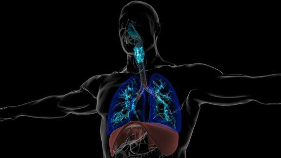灰尘颗粒吸入人体肺部呼吸3D动画