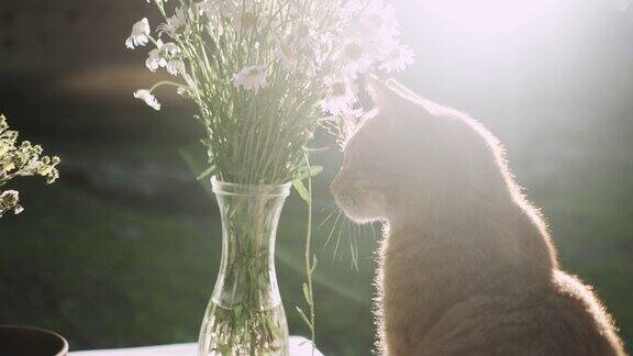 阳光下小姜猫坐在花瓶里的一束花旁