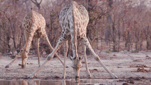 特写镜头的两个长颈鹿与伸展的腿一个饮水在一个水坑另一个舔地面奥卡万戈三角洲博茨瓦纳