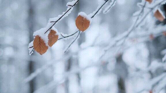 冬天的季节雪树枝与树叶的特写树枝覆盖在冬天的雪模糊的雪林背景冬天的心情