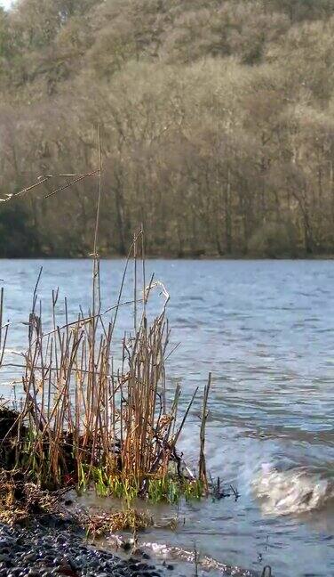 春天苏格兰湖边枯萎的芦苇