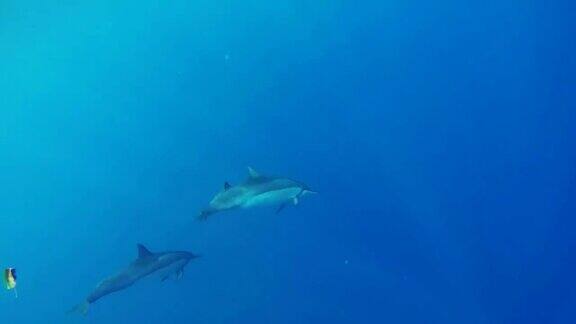 三只在夏威夷水下游泳的海豚