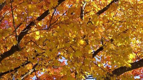 慢镜头-hd-风吹动公园里黄色和红色的树(秋日日出特写)