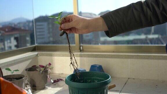 重新盆栽橡树幼苗-植物的根和手