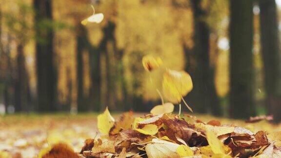 秋叶在巷子里飘落在秋日来临的季节里覆盖着飞虫