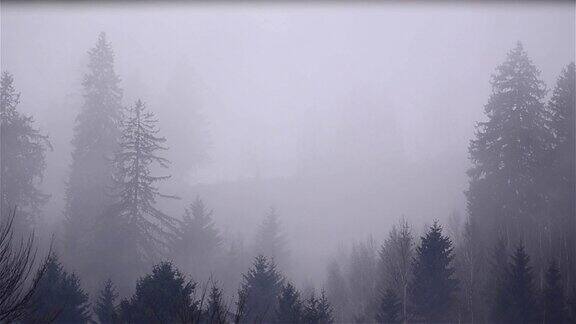 清晨针叶林中的雾