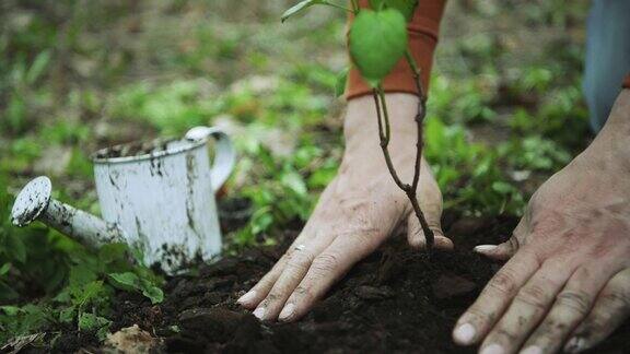 手夯实土壤栽培树苗在春天园艺植树