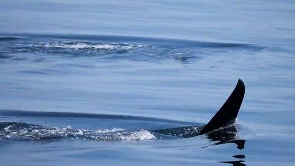 日本北海道南脉海峡的野生逆戟鲸或虎鲸