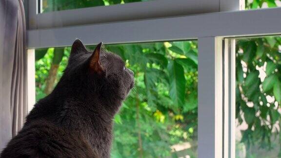 一只漂亮的猫望着窗外一只灰猫坐在窗台上望着外面的街道猫正坐在窗边看鸟家里的宠物望向窗外背向