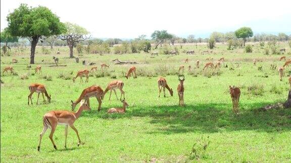 一群正在休息和吃草的黑斑羚