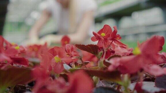 红色花朵生长在温室的特写模糊的年轻白种女人在检查植物的背景在温室工作的女农学家性质、生物学、园艺