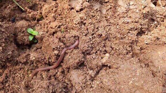 土壤中的蚯蚓