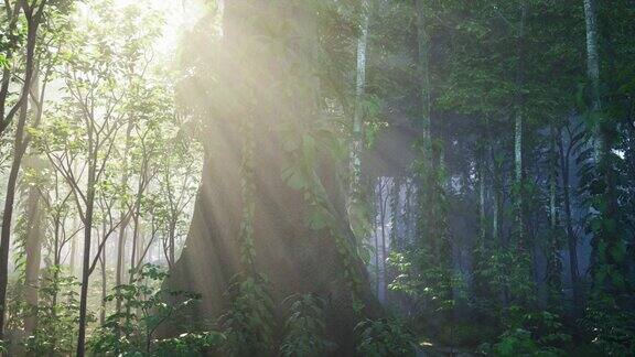美丽的童话般的森林景观阳光明媚
