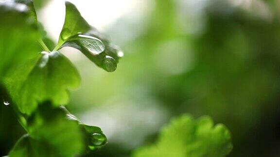 雨中的芹菜苗