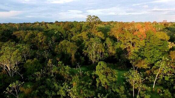 鸟瞰图的秘鲁亚马逊和丛林