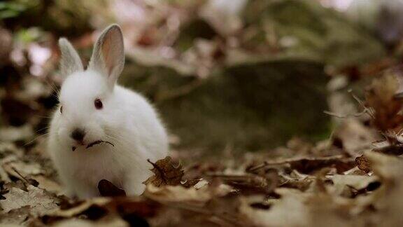 森林二小白兔