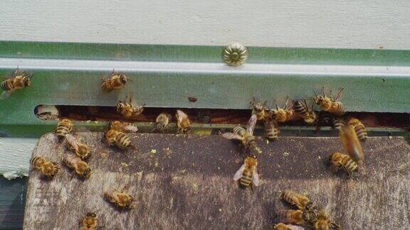 蜂箱入口处忙碌的蜜蜂蜜蜂携带花粉进入木蜂箱特写