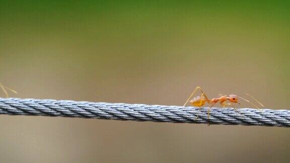 红蚁群走过铁丝网