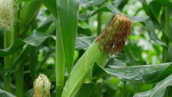玉米在地里生长