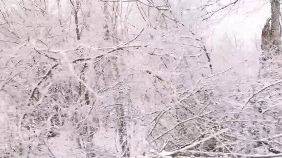 在寒冷的冬天树枝上结霜的落叶林