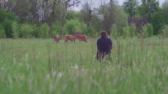 有人在草地上拍摄鹿农村景观