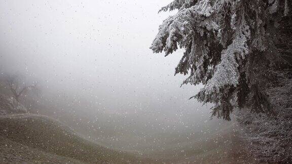 在昏暗的灯光下美丽的雾蒙蒙的风景松树枝上结霜寒冷大气的冬天景象