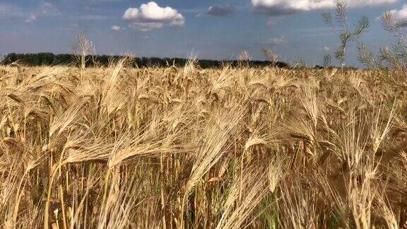 麦田里种着小麦夏日里