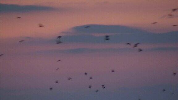 一群小鸟在日落的天空中飞翔