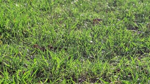 清晨露珠下的绿草坪