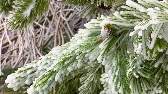 满是积雪和冻僵的松枝在雪松林中随风飘动