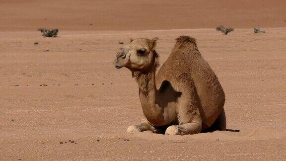 阿曼:骆驼正在沙漠中休息
