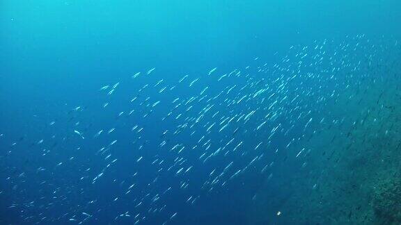 在暗礁中游泳的沙丁鱼球做诱饵