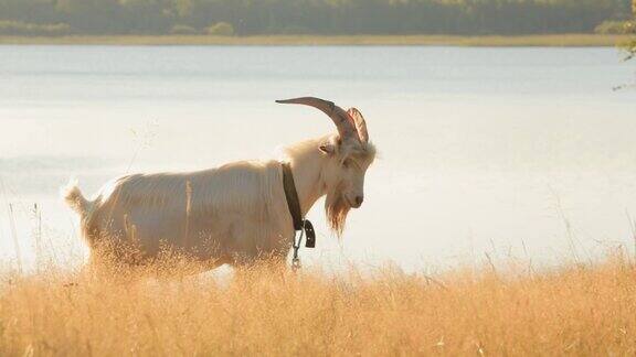 长着长角的山羊在大湖附近吃草