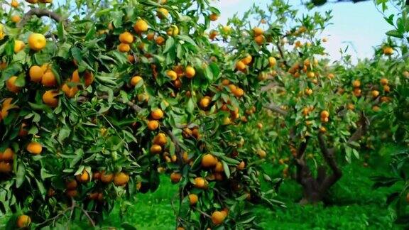 西班牙柑橘树的树枝上结满了果实