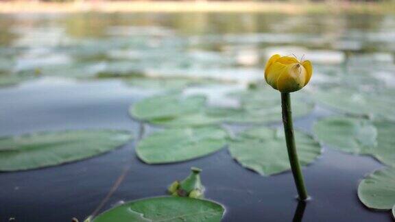 一只蜘蛛在水中的黄色睡莲上一个美丽的黄色的花