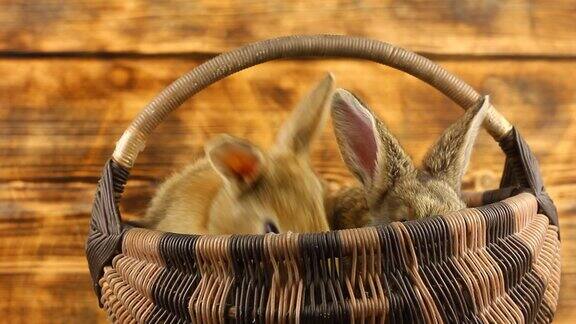 两只可爱的毛茸茸的棕色小兔子坐在一个柳条篮子里摇摆着它们的耳朵复活节兔子是为了庆祝复活节这一宗教节日春天的季节