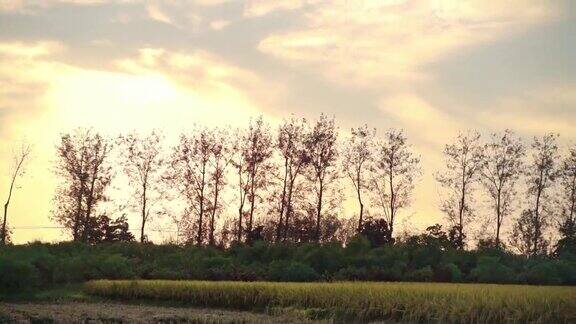 日落下的稻田景象