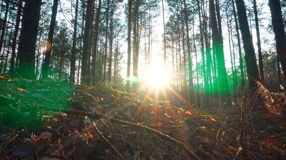 阳光穿过树林在森林里多莉拍摄