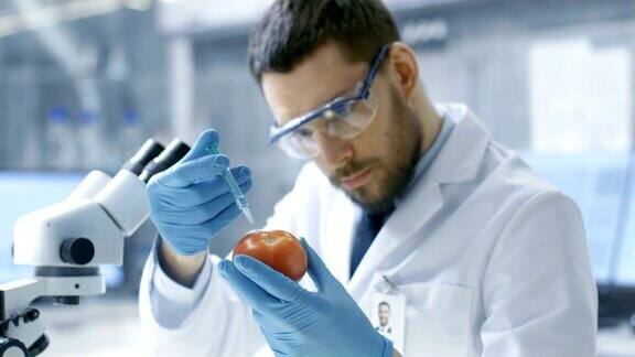 在现代实验室里食品科学家用注射器给番茄注射他正在研究这种蔬菜的基因改造:增味、寄生虫抗寒