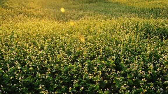 农场里的荞麦在夕阳下开着白花