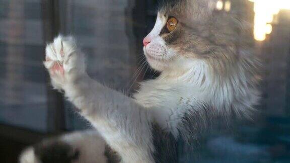 有趣的红眼睛毛茸茸的猫抓着窗户要求出去
