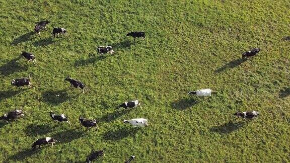 日出时牧场上奶牛群的航拍