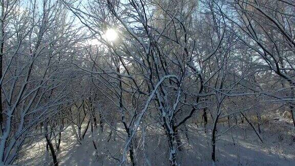航拍:阳光透过被雪覆盖的树木照进相机