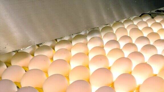 家禽农场的鸡蛋农业工业