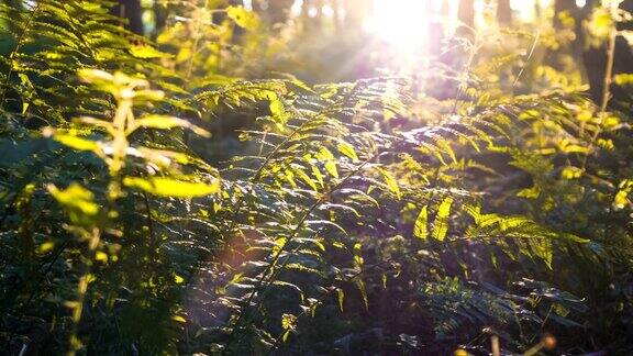 多莉拍摄到了风景如画的森林深处有蕨类植物和阳光穿透