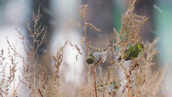 鸟类欧亚金丝金雀(SpinusSpinus)坐在干草上吃去年的种子