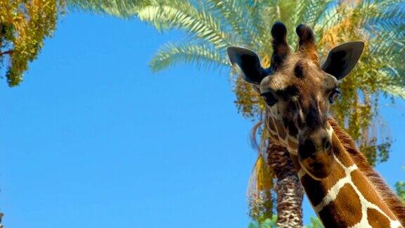 长颈鹿在天空的背景下咀嚼食物