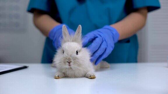 兽医检查兔毛的跳蚤或螨虫每年的宠物健康检查特写
