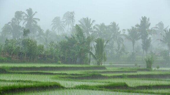 强烈的热带暴雨袭击了亚洲的稻田