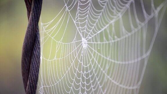 蜘蛛网覆盖着夏日清晨的露珠